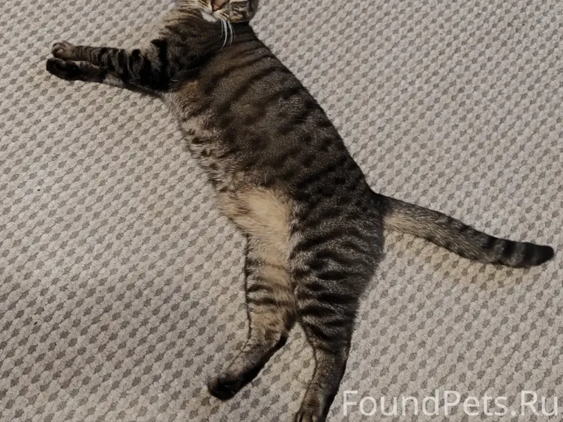 Пропал кот Кеша, ул. К. Маркса