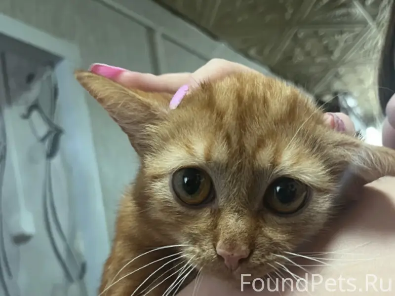 Пропал кот, шрам на животе, улица Интернациональная