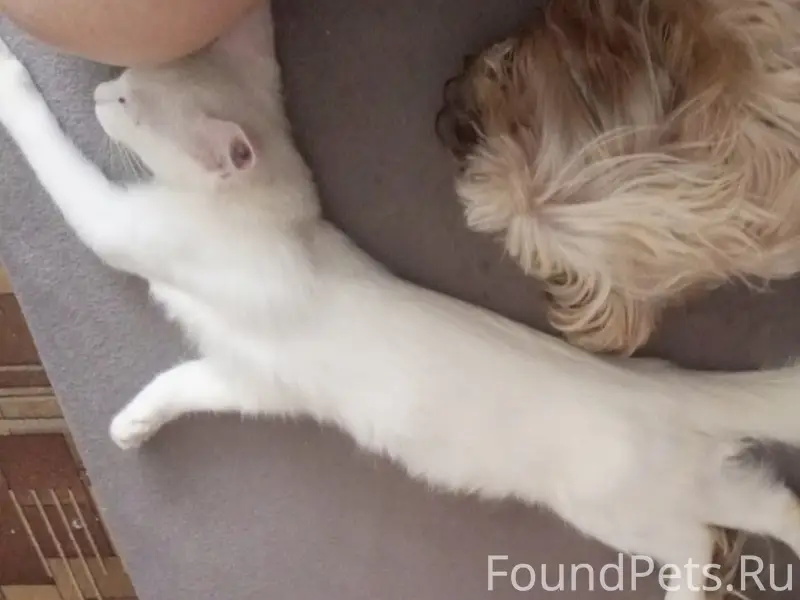 Пропал кот, район Поповича-Кубинская