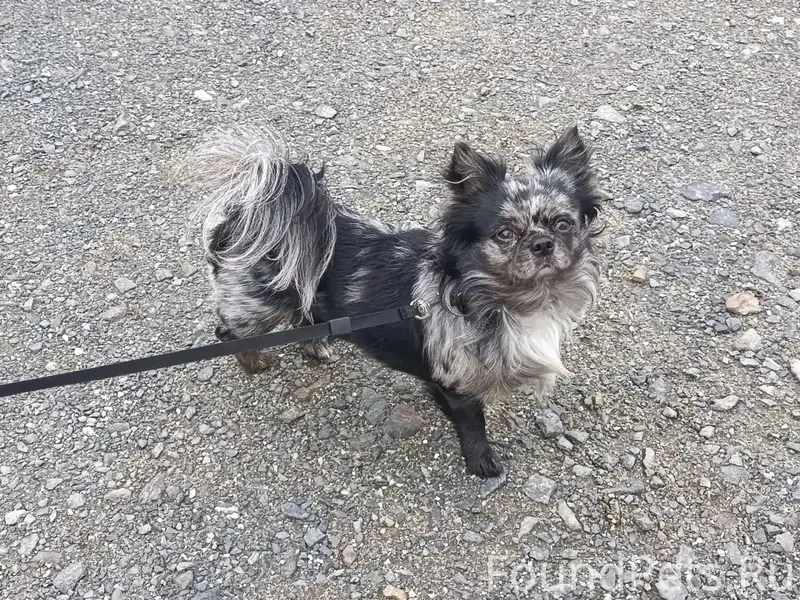 Пропала собака, улица Сафонова