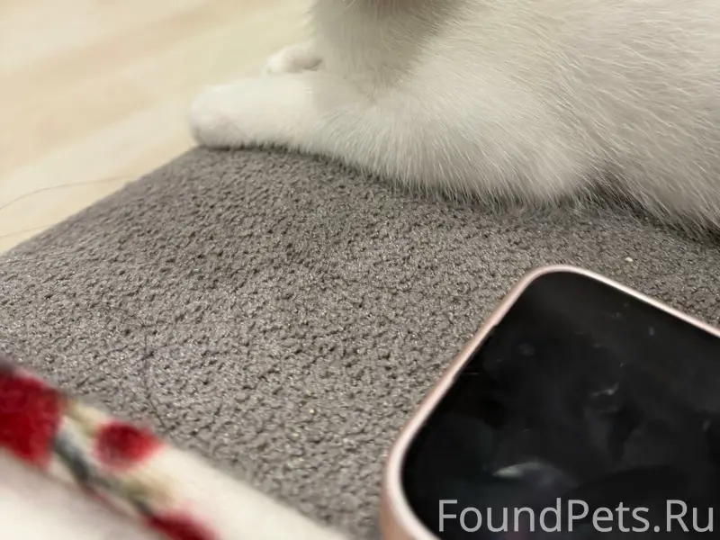 Пропала кошка, Пустошь-Бор