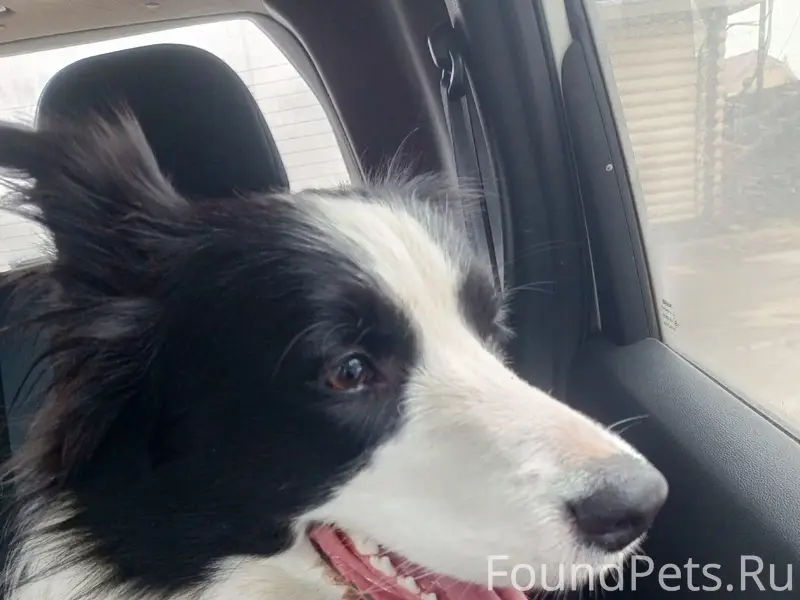 Найден бордер колли, Калужская область