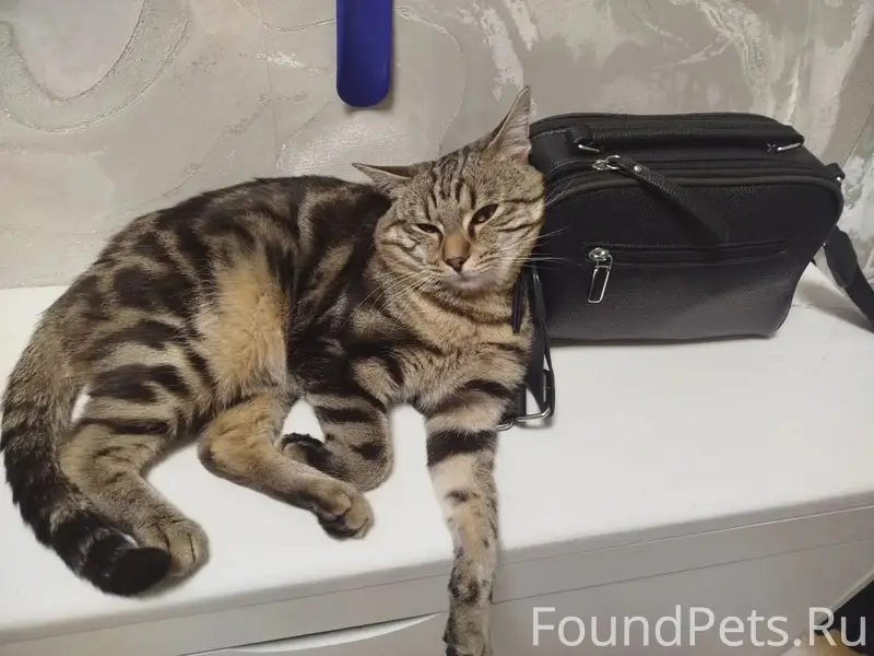 Пропал кот, Мичурина 32