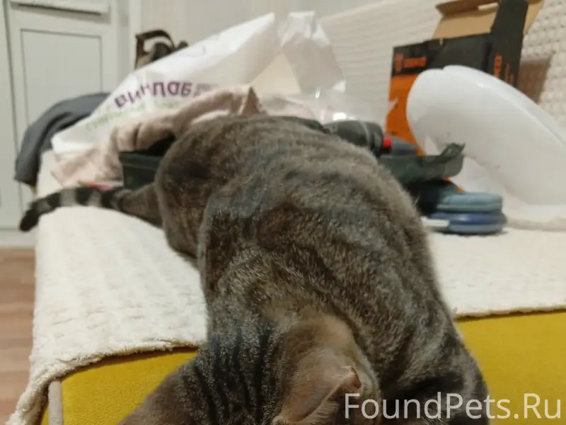 Найден полосатый кот, Новомытищинский проспект