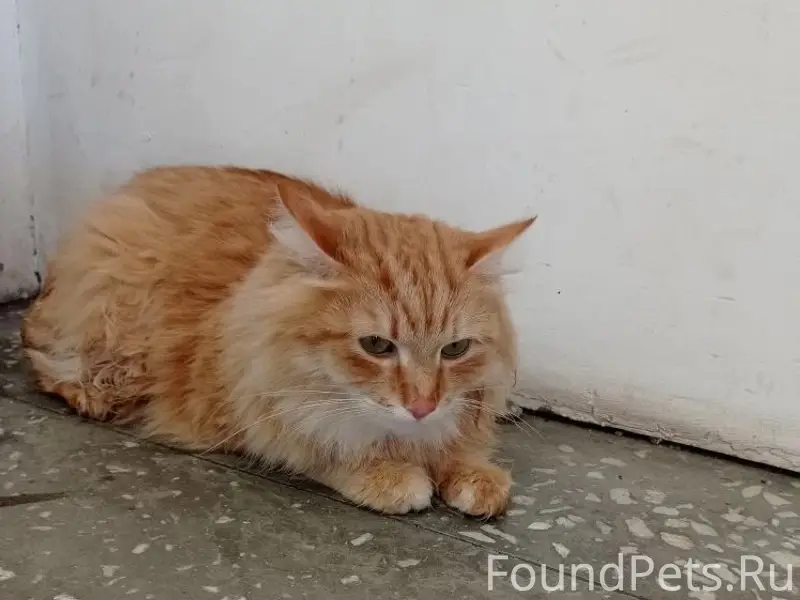 Найдена кошка, Барнаул, Георгия Исакова