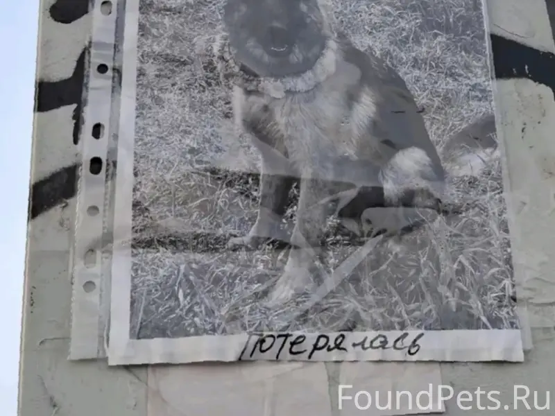 Пропала собака, Уфа, район Орджоникидзе