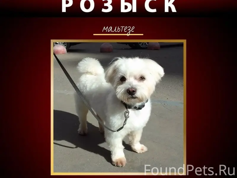 Пропал мальтезе Тони, Подольск