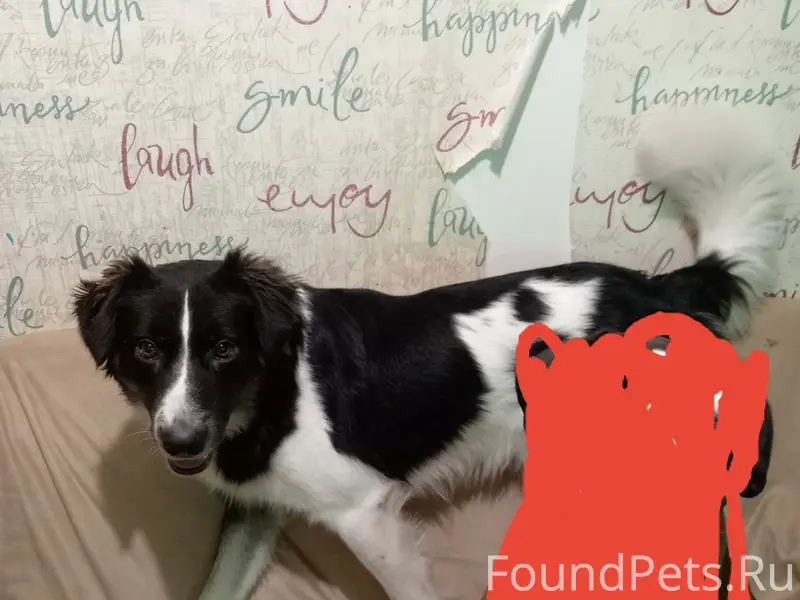 Пропал метис Бумер, 24 квартал