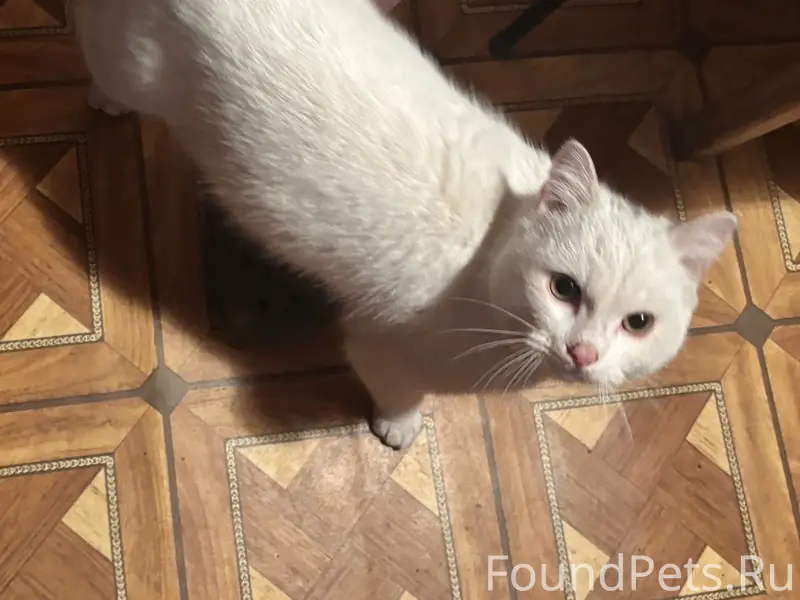 Найдена кошка, Интернациональная улица