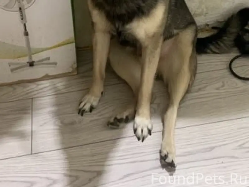 Пропал [собака], район Рыбаковской