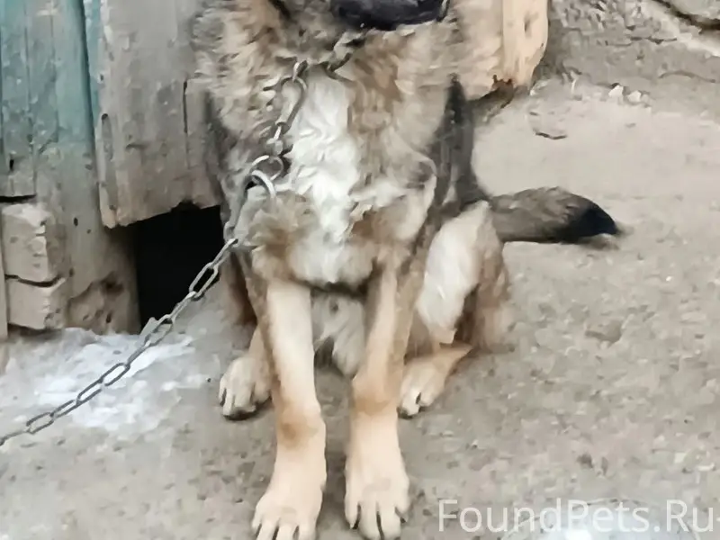 Пропал Джек, рыже-черный, Старый Бакал