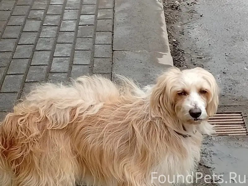 Пропала собака, Фокино, улица Северная