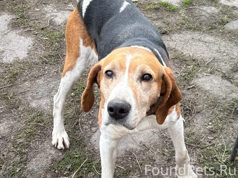 Найден пёс, ищем хозяев