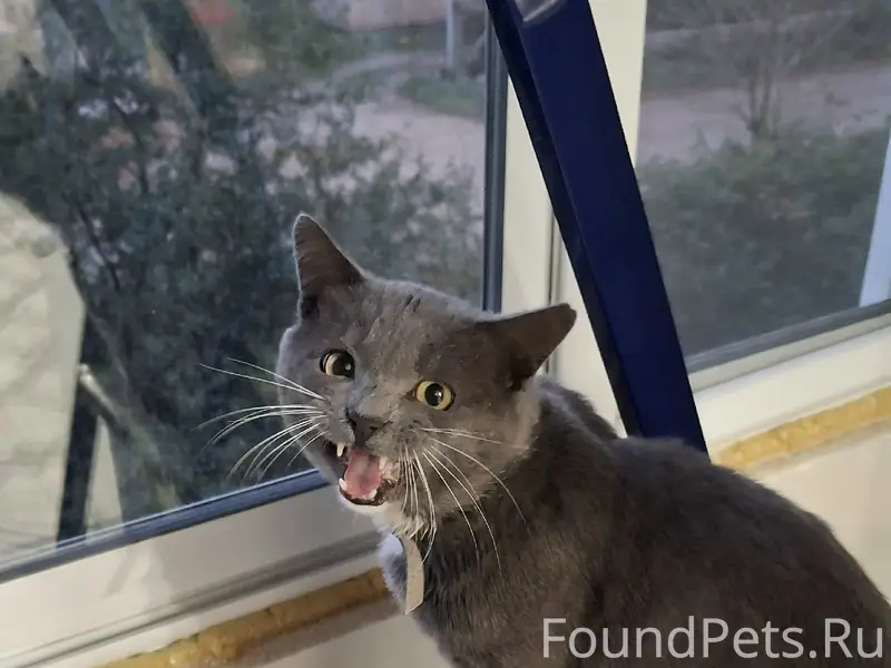 Пропал кот Кузя, г. Калязин