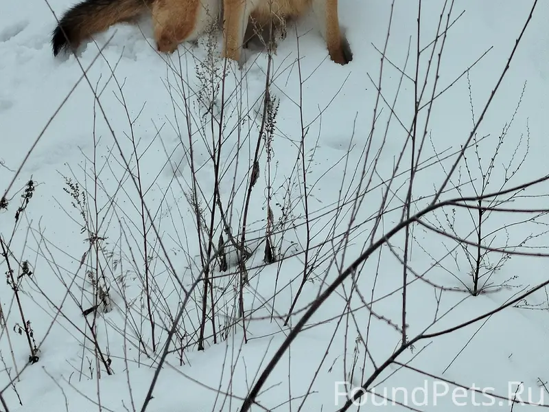 Пропала собака Джесси, д к. Горького