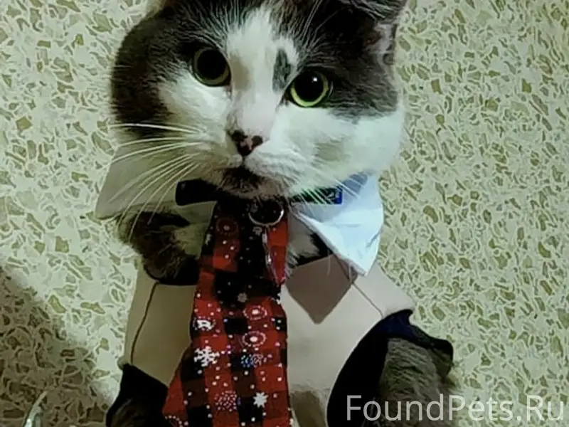 Пропал кот, Мясново