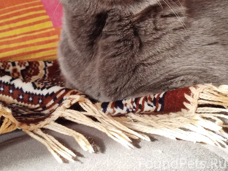 Пропала Британка Буся, Битимка совхозная