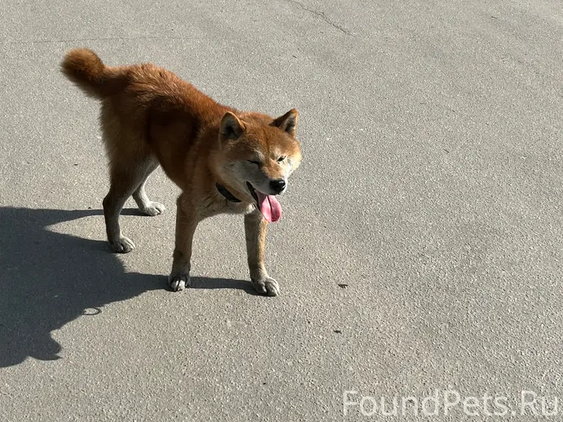 Пропала собака, Лысенко 6