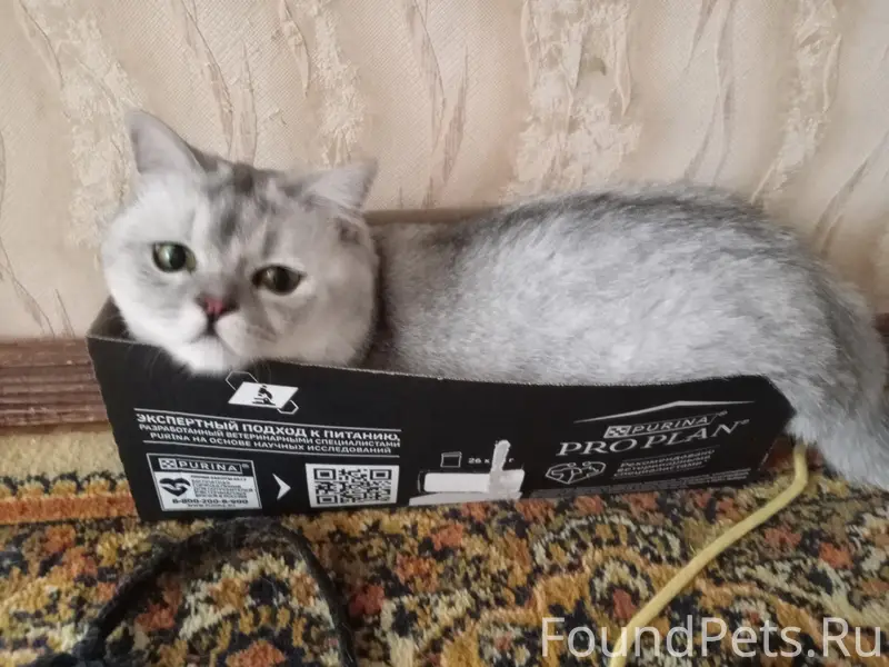 Пропал кот Грей, район 1001 мелочь