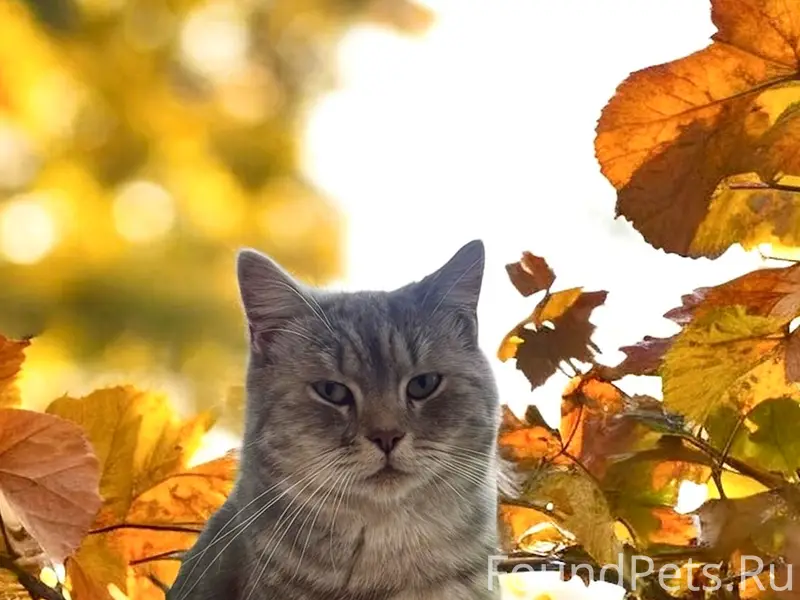 Пропал Шотландский кот Пушик, ул. Северная