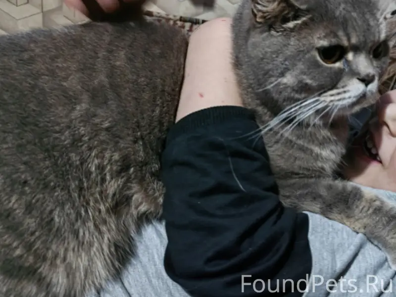 Пропал кот Степан, улица Коммунальная