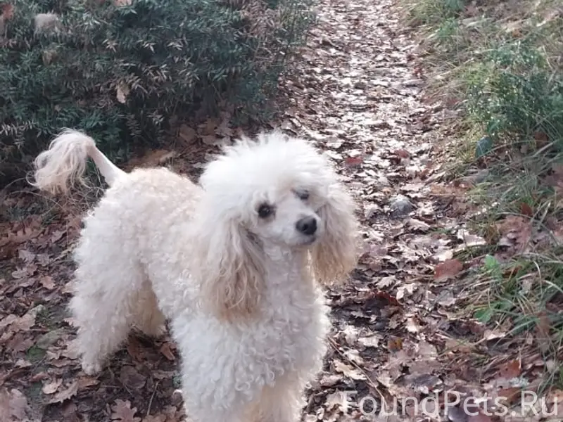 Пропала девочка карликовый пудель Соня