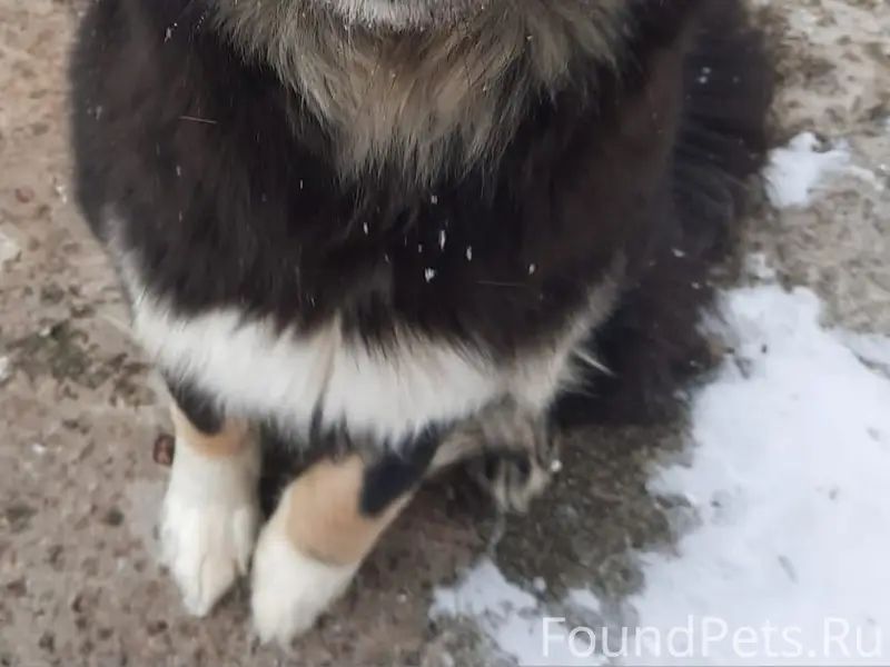 Пропала собака Джуля, село Богданово