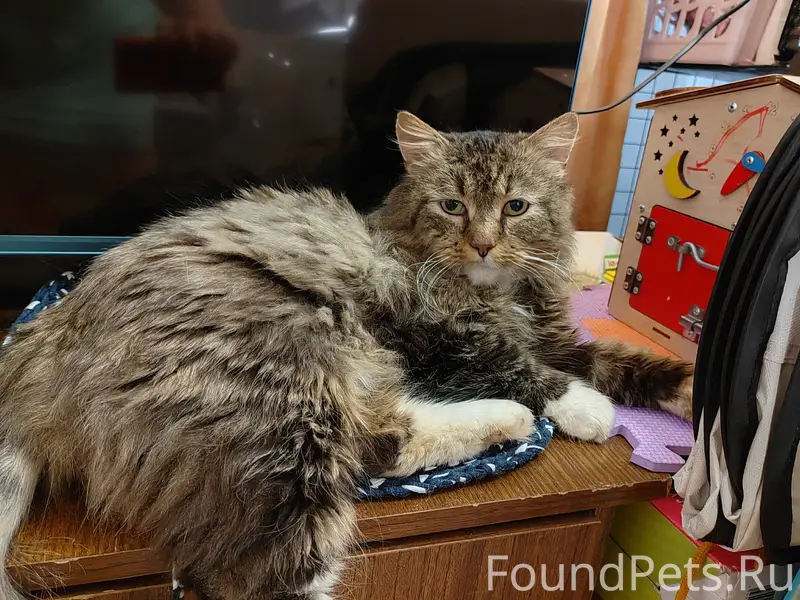 Найдена кошка Маркиз