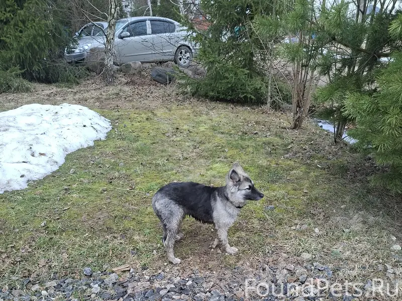 Найден щенок, мкр. «Заря»
