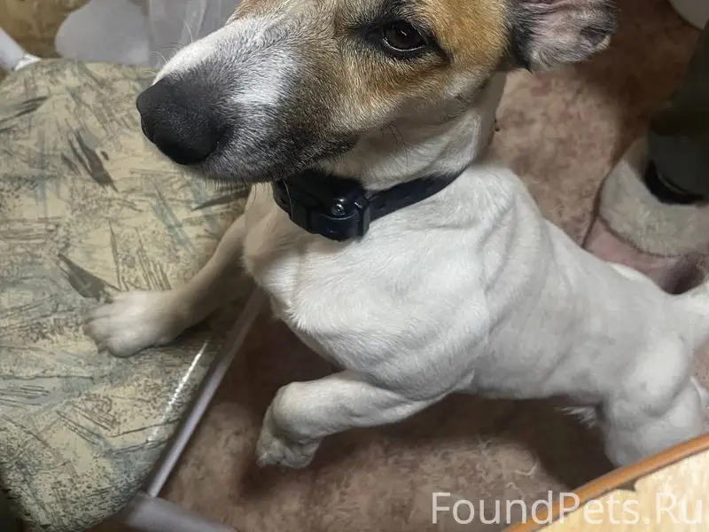 Пропал Джек Рассел Честер, Покровка