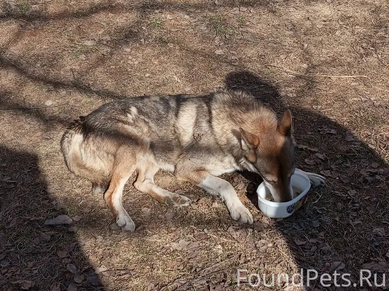 Найден метис лайки, ул. Верхняя