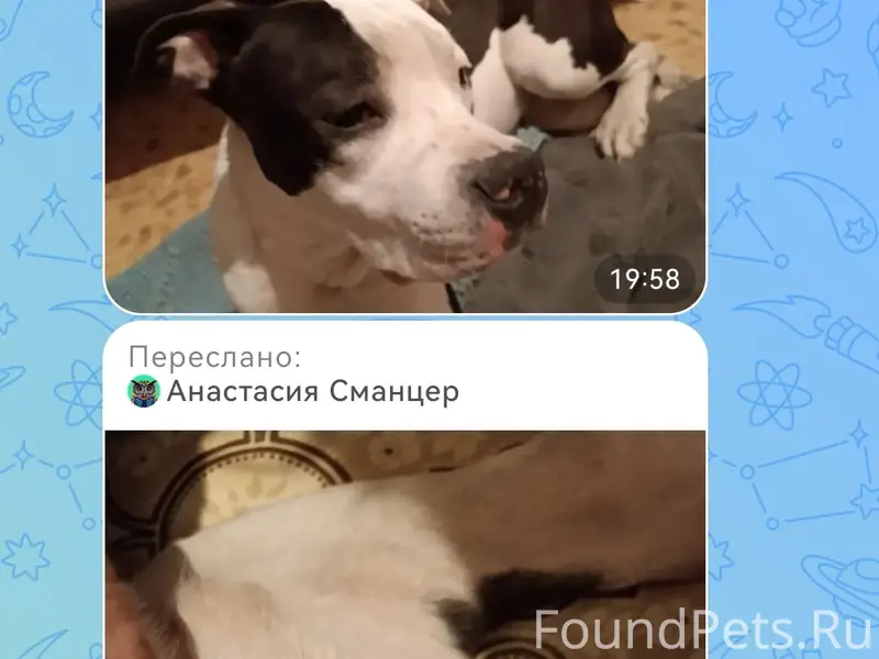 Найден тип собаки не указан, 4-я Чередовая