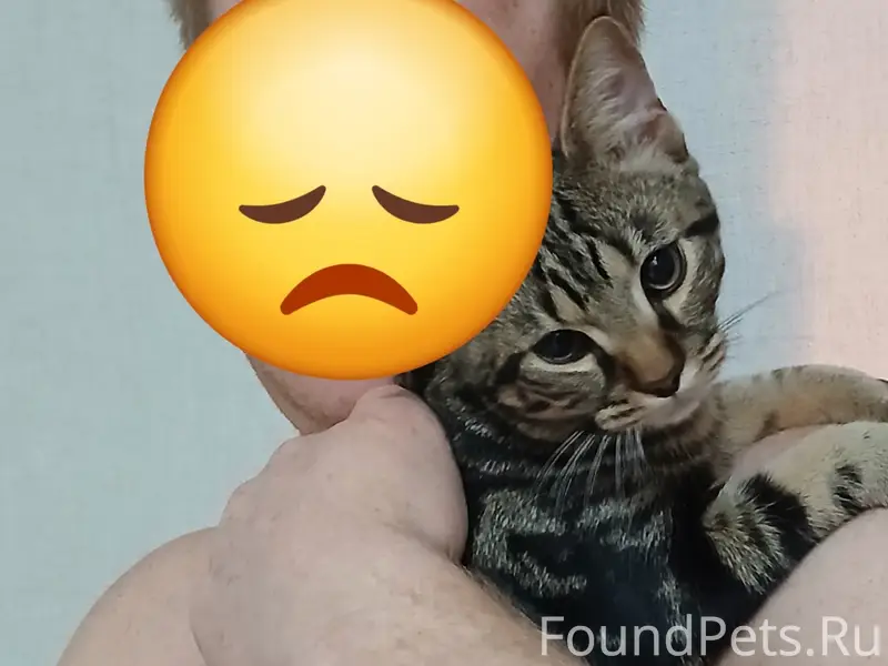 Пропал кот Барс, район Парка Победы