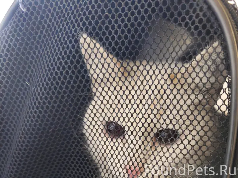 Найдена кошка, Санкт-Петербург, Удельная