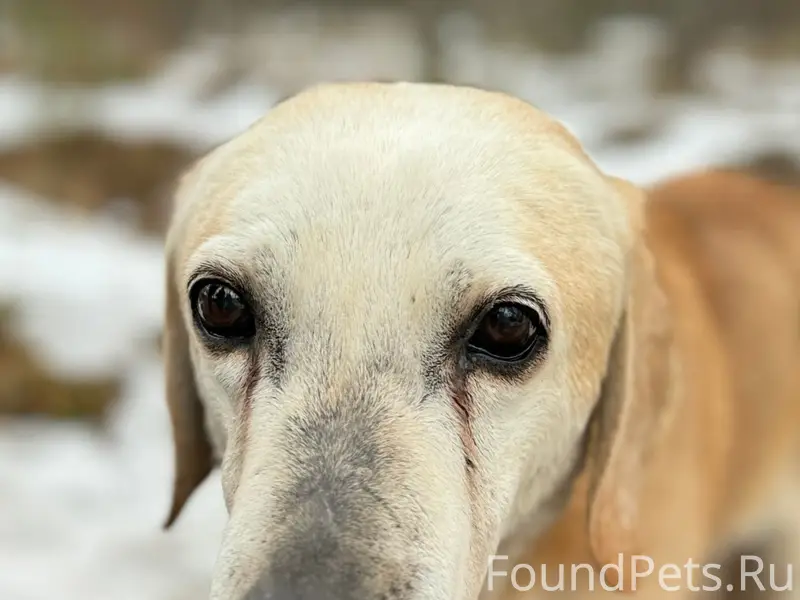 Пропал метис Лютик, Кингисеппский район