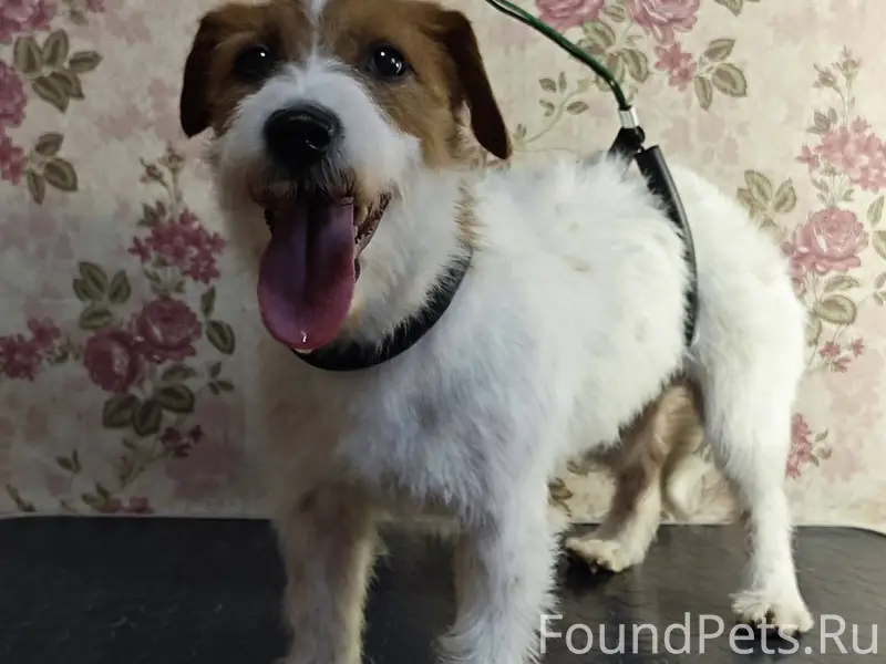 Пропала собака Джек Рассел Москва, д. Шипуновская