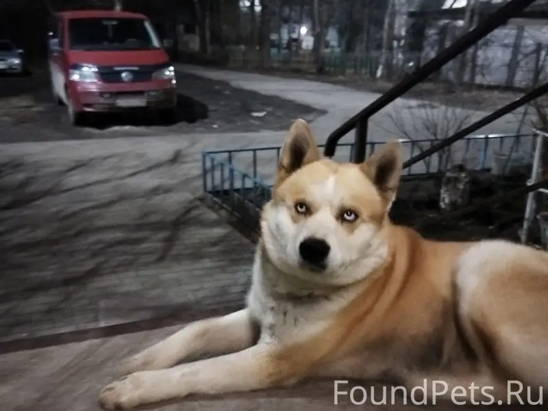 Найден пёс, д. Новоселицы