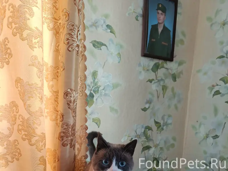 Пропал кот, район СХТ