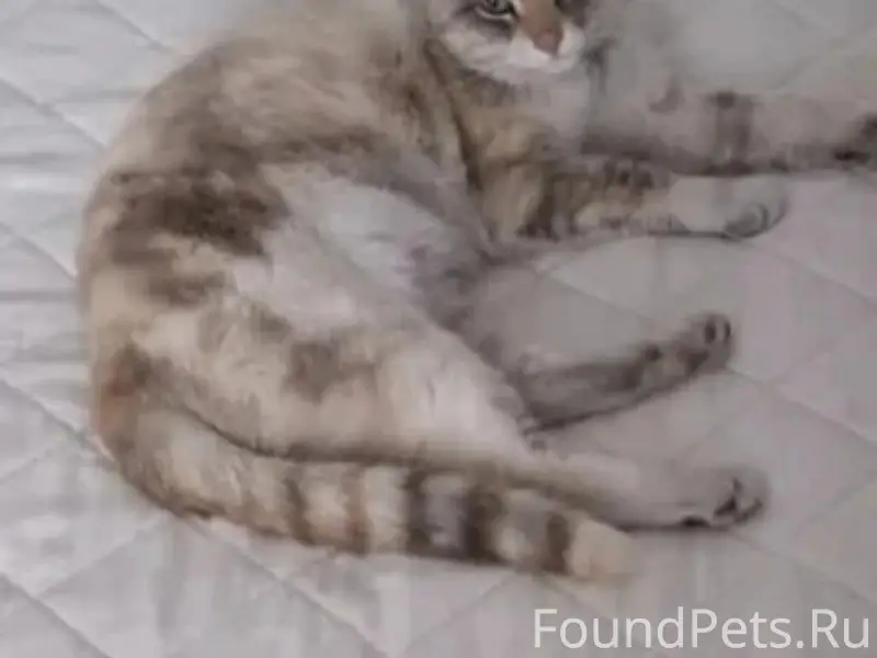 Пропала кошка Гайка, Нахимова 25