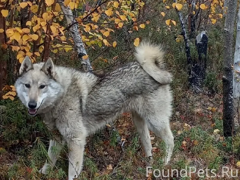 Пропала лайка Мальта, район Удачи