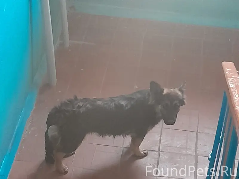 Найден пёс, ул. Курская