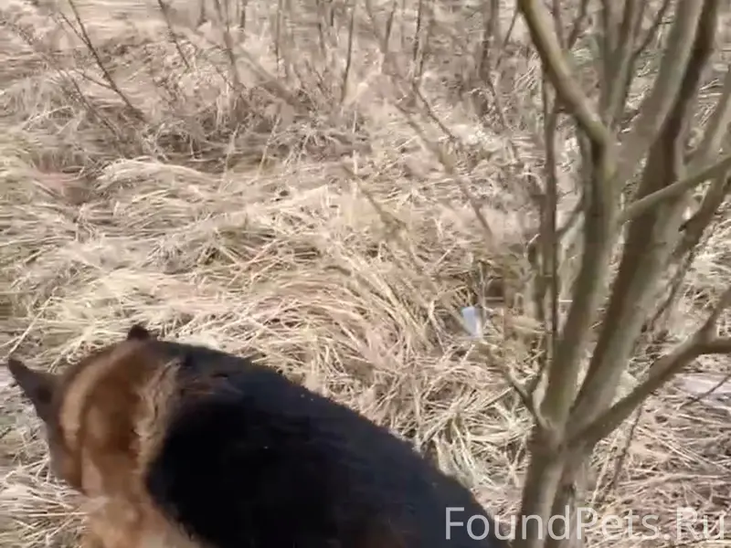 Найденна немецкая овчарка, проблемы со здоровьем, нужна помощь