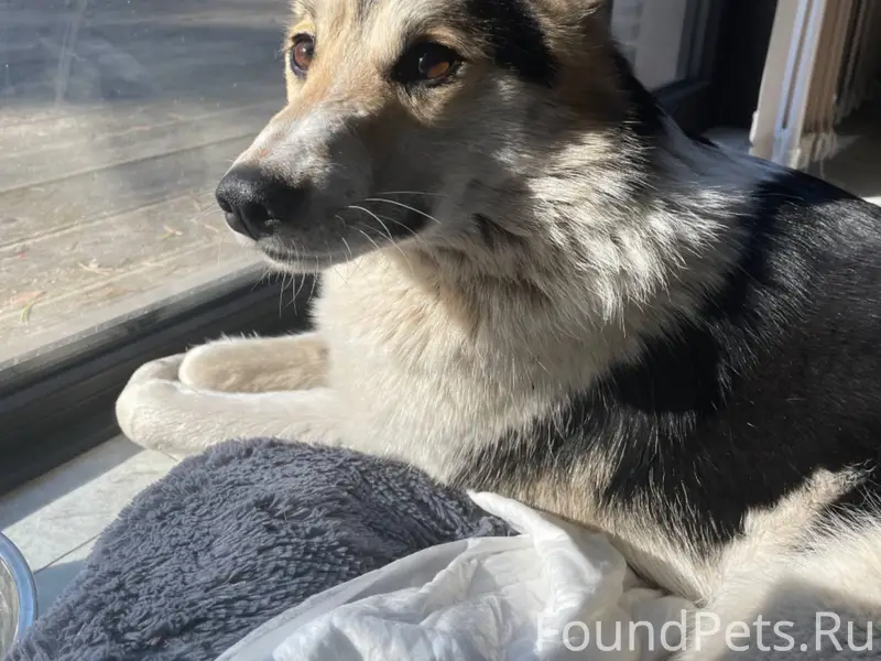 Найден щенок, проблемы с лапой, Всеволожский район