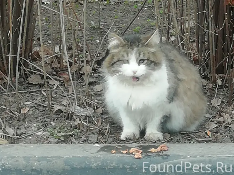 Пропала кошка, улица Свободы