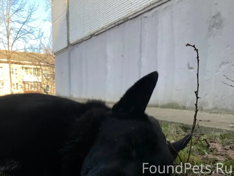 Найден пожилой пёс, ул. Гончарной, д. 20