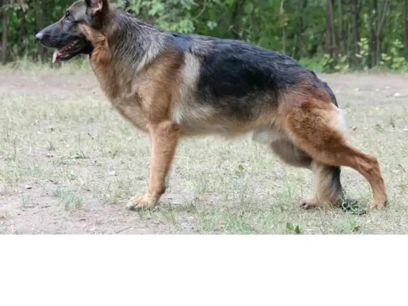 Пропал Кент, посёлок Опасное