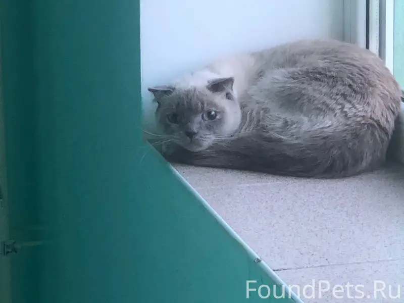 Найдена кошка, возможно с нистагмом