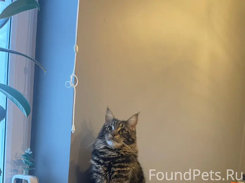 Пропал кот Веня, Южный район