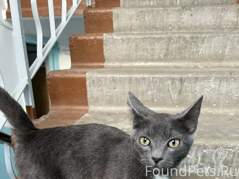 Найден котёнок, центр города