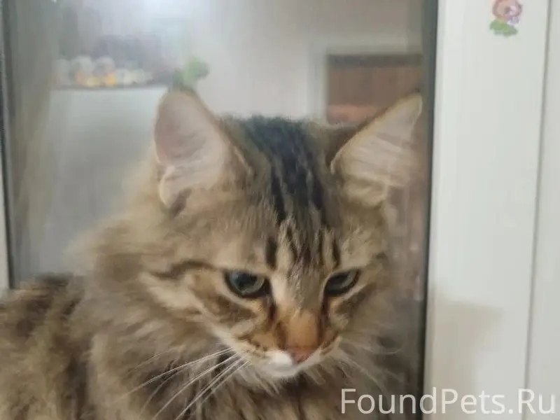 Пропал кот, улица Плеханова